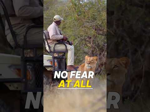 A Lion Faced A Warrior#Lion #Safari #AnimalEncounter
