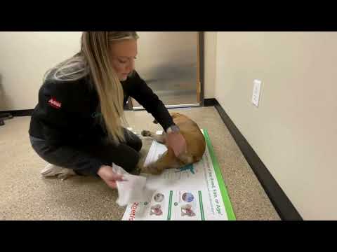 How To Video Wiping your dog's folds