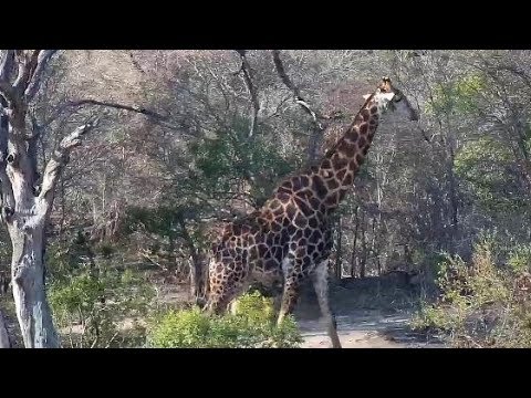 Djuma: Lone Giraffe feeding - 16:09 - 10/05/19
