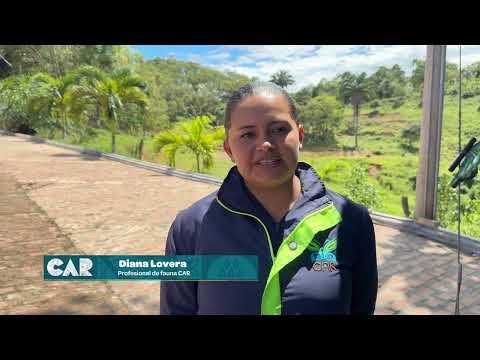 CAR RESCATA y rehabilita una cría de venado colorado en Pulí -  Cundinamarca
