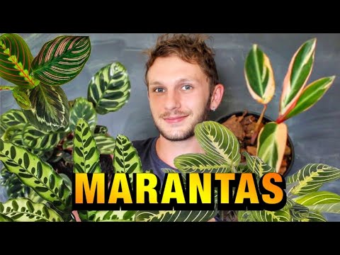 TUDO SOBRE AS MARANTAS - CULTIVO, REGA, ADUBAÇÃO E PROPAGAÇÃO