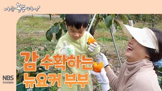 [나는농부다 277회] 감 수확하는 뉴요커 부부