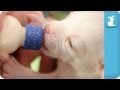Bottle Feeding 14 Day Old Puppies 