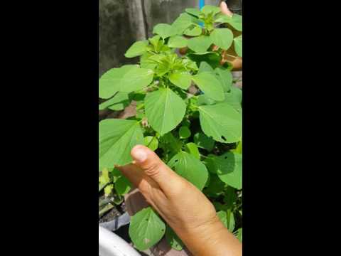 โรคสะเก็ดเงินกับสิ่งที่ไม่ได้นำเข้ากองทัพ การรักษาปักกิ่งของโรคสะเก็ดเงิน