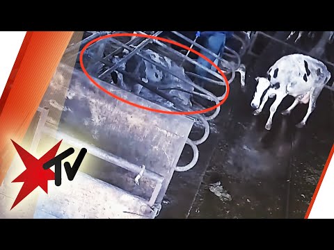Milchviehbetrieb in Demker: Skandalöse Zustände  | stern TV