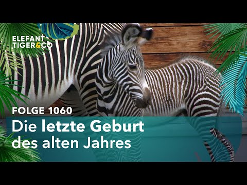 Bestandsaufnahme (Folge 1060) | Elefant, Tiger & Co. | MDR