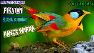 Download lagu Kicauan Pikatan Burung Panca Warna plus Relaksasi Suara Air Mengalir mp3 Download lagu Kicauan Pikatan Burung Panca Warna plus Relaksasi Suara Air Mengalir mp3