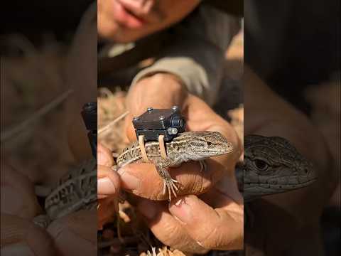 Câmera nas costas de um calango revela um mundo escondido #animals #ia #youtubeshorts