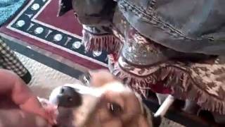 preview picture of video 'Kracker dog  Eats The Homeless's Holiday Ham'