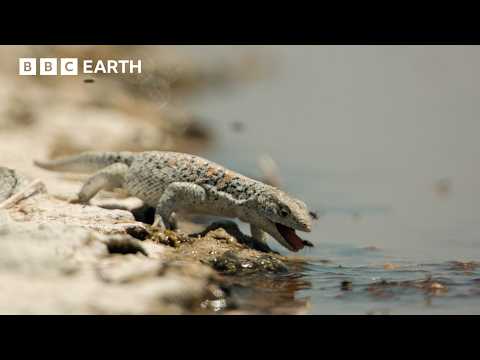 400 Flies for a Sip of Water: Fabian's Lizard vs the Atacama Desert | BBC Earth