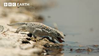 400 Flies for a Sip of Water: Fabian's Lizard vs the Atacama Desert | BBC Earth