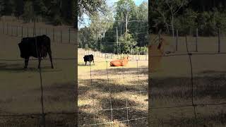 Sofia spending time up front on a beautiful day #cow #farming #farmlife #shorts