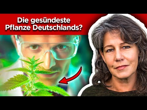 The nettle - stronger than any medicine?