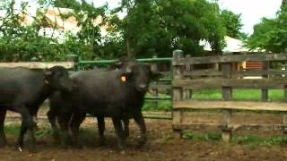 preview picture of video 'Lote 34 Bufalas de vientre expuestas a toro 14 animales ubicadas en Nueva Estación remate abril 26'