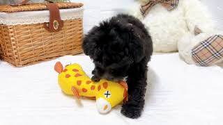 トイプードルの動画02