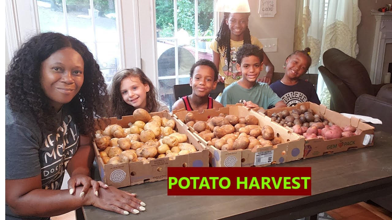 YouTube Video: Final Potatoe Harvest for 2024 (39 lbs of potatoes)