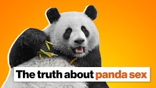The truth about panda sex | Lucy Cooke