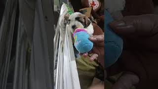 Playing with new toys... video