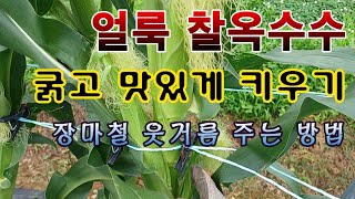 [텃밭농부 1,591]  얼룩 찰옥수수. 굵고 맛있게 키우기. 장마철 웃거름 주는 방법 #옥수수재배