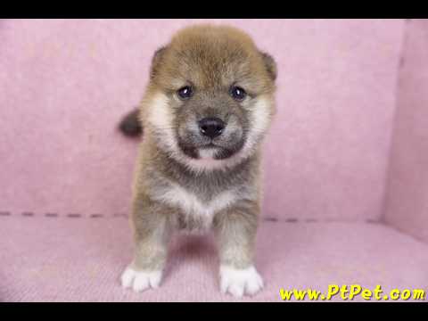 01/11赤色柴犬母幼犬4號