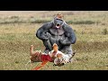 ANIMALS THAT CAN KILL A TIGER - Animal Fights