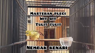 Download lagu Masteran pleci wit wit tulit tulit nembak kenari mp3