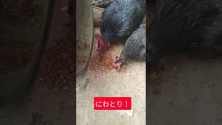 今日のにわとり #01 #にわとり #動物のいる暮らし #ゲーム開発