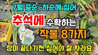 7월중하순에 심어 추석에 수확하는 작물8가지 심는방법 장마끝나기전 심어야 잘자랍니다