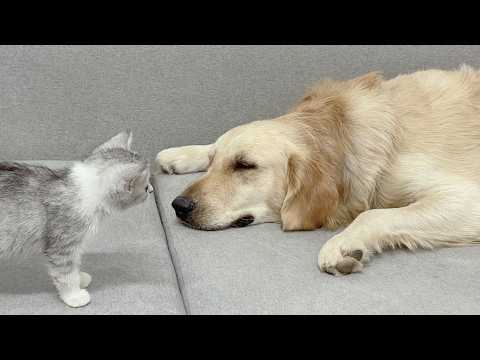 YouTube 썸네일