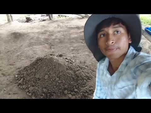 Mis finqueros el día de hoy acompáñenme a limpiar el establo de los ganados.🐂🌳