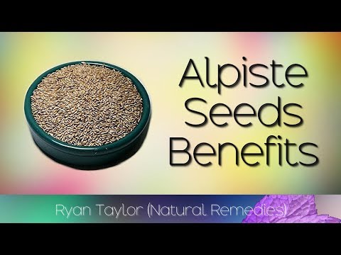 Alpiste Seed Milk: Benefits and Uses
