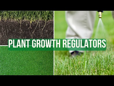 What are Plant Growth Regulators? PGR's | Techy Turf Series
