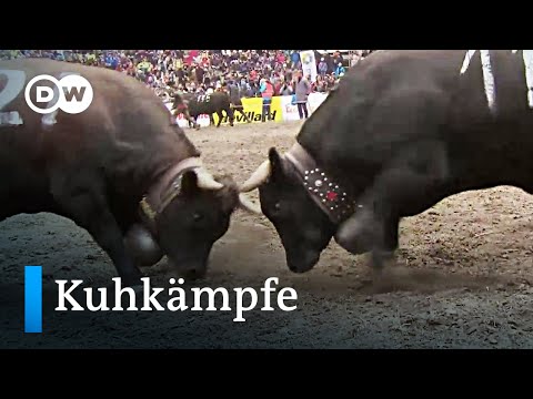 , title : 'Schweiz: Kuhkämpfe mit Tradition | Fokus Europa'