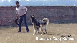 preview picture of video 'german shepherd attack training in india | Double coat German Shepherd | Banaras Dog Kennel'