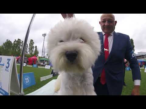 perros de raza