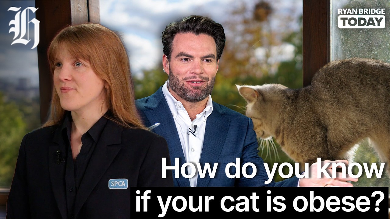 How do you know if your cat is obese? | Ryan Bridge TODAY