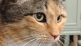 Cats Are Liquid: ALitS (World 1)