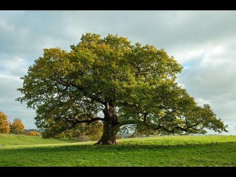 John McCormack - Trees (1940)