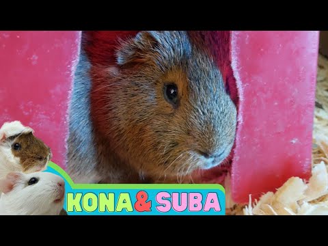 Chunky Dude In A Little House