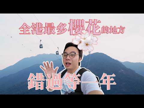 【香港賞櫻實測】二月下旬追櫻大作戰！走遍4大櫻花熱點，只有這裡滿分？大埔/石門/荔枝角/東涌真實花況直擊！