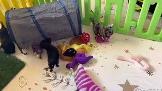 Video preview image #4 Chihuahua Puppy For Sale in CHARLESTON, AR, USA