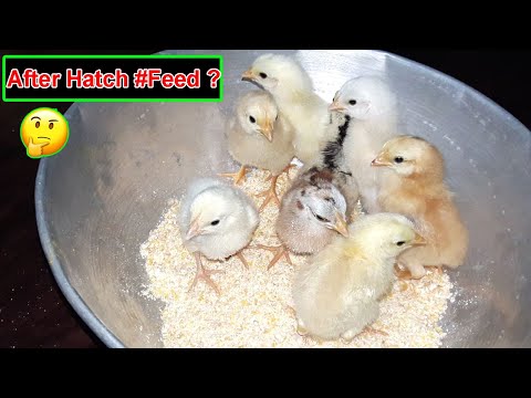 image-What are some foods that baby chicks can eat? 