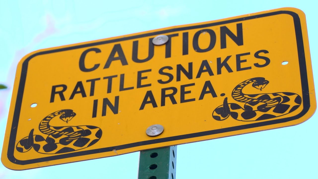 Thumbnail preview of Rattlesnake Bites - A Quick Guide for Hikers and Parents