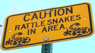 Rattlesnake Bites - A Quick Guide for Hikers and P