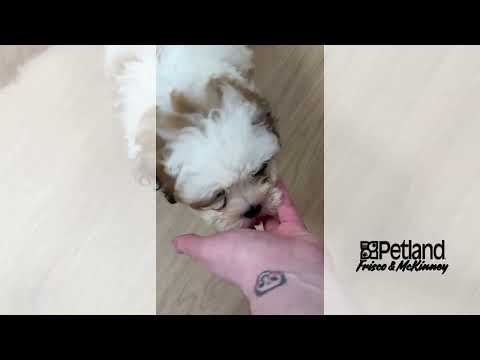 Shih-Poo - 40034 video preview