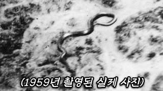 아프리카에서 촬영된 길이 15m 거대 뱀 미스터리