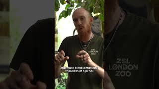 How strong is spider silk? - #AskAKeeper