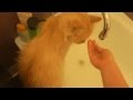 КОШКА В ВАННОЙ: Мотя купается / Cat enjoys bath 