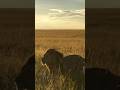 R5 Chasing A Nomad Away From Hippo Kill #lion #wildlife #animals #nature #shorts