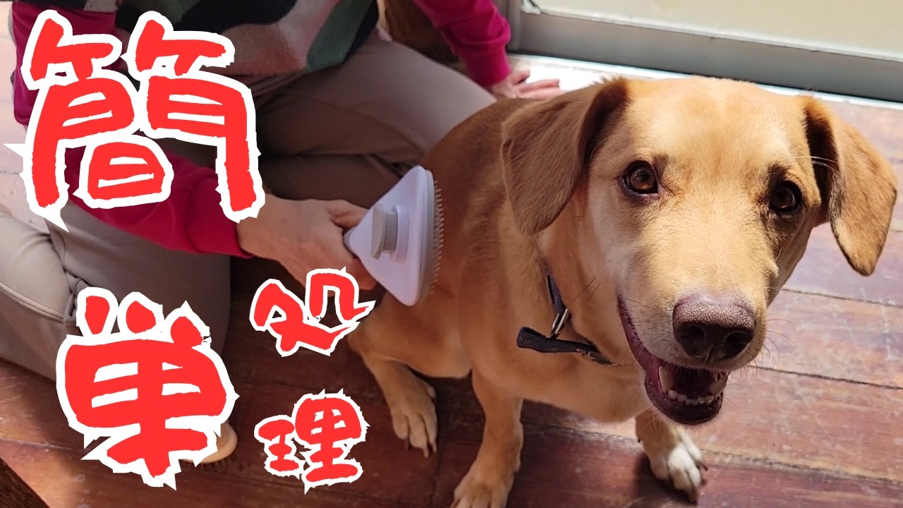 ブラッシングした時に付いた毛が簡単に取れるグッズの紹介